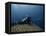 Diving With Spear Gun, Wolf Island, Galapagos Islands, Ecuador-Pete Oxford-Framed Stretched Canvas