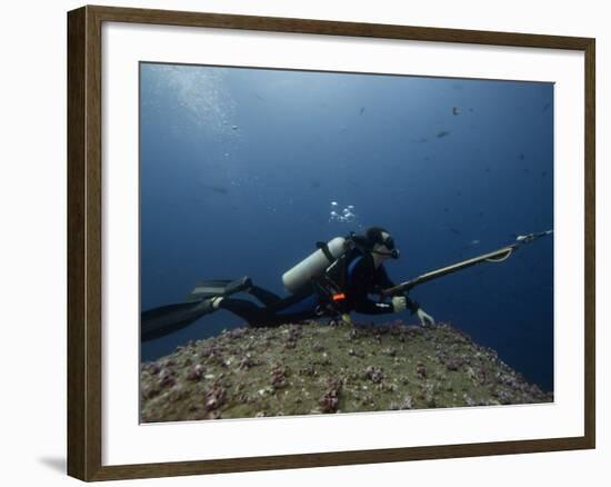 Diving With Spear Gun, Wolf Island, Galapagos Islands, Ecuador-Pete Oxford-Framed Photographic Print