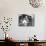 Divorce - Italian Style, Stefania Sandrelli, Marcello Mastroianni, 1961-null-Mounted Photo displayed on a wall