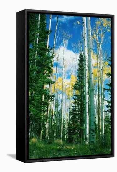 Dixie Aspens-Vincent James-Framed Stretched Canvas