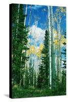 Dixie Aspens-Vincent James-Stretched Canvas