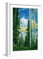 Dixie Aspens-Vincent James-Framed Photographic Print