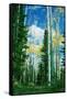 Dixie Aspens-Vincent James-Framed Stretched Canvas