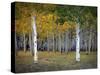 Dixie Forest, UT-J.D. Mcfarlan-Stretched Canvas