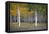 Dixie Forest, UT-J.D. Mcfarlan-Framed Stretched Canvas