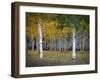 Dixie Forest, UT-J.D. Mcfarlan-Framed Photographic Print