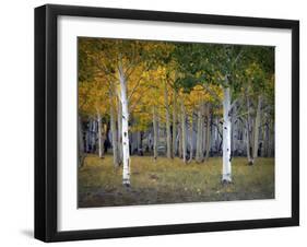 Dixie Forest, UT-J.D. Mcfarlan-Framed Photographic Print