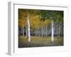 Dixie Forest, UT-J.D. Mcfarlan-Framed Photographic Print