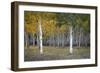 Dixie Forest, UT-J.D. Mcfarlan-Framed Photographic Print