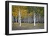 Dixie Forest, UT-J.D. Mcfarlan-Framed Photographic Print