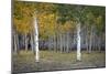 Dixie Forest, UT-J.D. Mcfarlan-Mounted Photographic Print