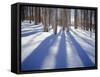 Dixie National Forest Aspens in Winter, Utah, USA-Charles Gurche-Framed Stretched Canvas