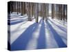 Dixie National Forest Aspens in Winter, Utah, USA-Charles Gurche-Stretched Canvas