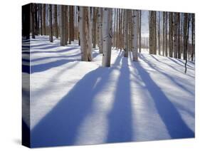 Dixie National Forest Aspens in Winter, Utah, USA-Charles Gurche-Stretched Canvas