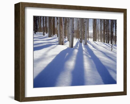 Dixie National Forest Aspens in Winter, Utah, USA-Charles Gurche-Framed Premium Photographic Print