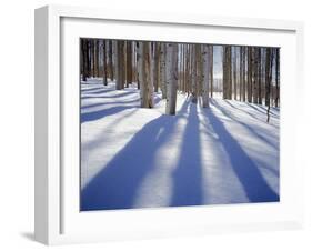 Dixie National Forest Aspens in Winter, Utah, USA-Charles Gurche-Framed Premium Photographic Print