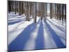 Dixie National Forest Aspens in Winter, Utah, USA-Charles Gurche-Mounted Premium Photographic Print