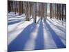 Dixie National Forest Aspens in Winter, Utah, USA-Charles Gurche-Mounted Photographic Print