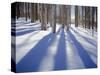 Dixie National Forest Aspens in Winter, Utah, USA-Charles Gurche-Stretched Canvas