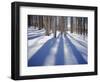 Dixie National Forest Aspens in Winter, Utah, USA-Charles Gurche-Framed Photographic Print