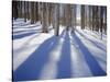 Dixie National Forest Aspens in Winter, Utah, USA-Charles Gurche-Stretched Canvas