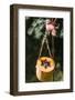 DIY, bird feeder, pumpkin, hang,-mauritius images-Framed Photographic Print