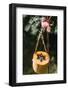 DIY, bird feeder, pumpkin, hang,-mauritius images-Framed Photographic Print