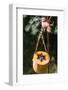 DIY, bird feeder, pumpkin, hang,-mauritius images-Framed Photographic Print