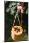 DIY, bird feeder, pumpkin, hang,-mauritius images-Mounted Photographic Print