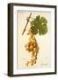 Djendalli Grape-J. Troncy-Framed Giclee Print