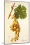 Djendalli Grape-J. Troncy-Mounted Giclee Print