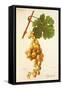 Djendalli Grape-J. Troncy-Framed Stretched Canvas
