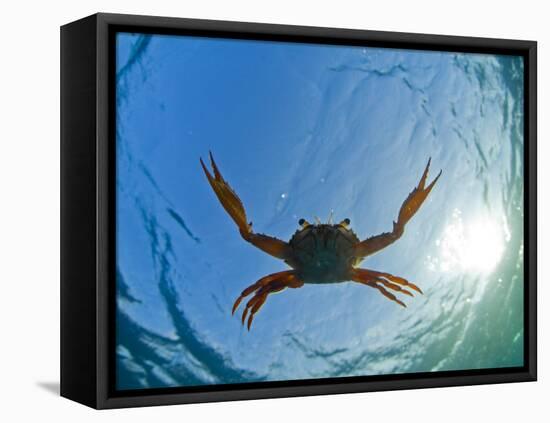 Djibouti, A Red Swimming Crab Swims in the Indian Ocean-Fergus Kennedy-Framed Stretched Canvas