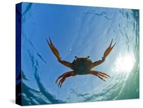 Djibouti, A Red Swimming Crab Swims in the Indian Ocean-Fergus Kennedy-Stretched Canvas