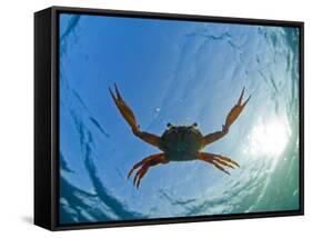 Djibouti, A Red Swimming Crab Swims in the Indian Ocean-Fergus Kennedy-Framed Stretched Canvas