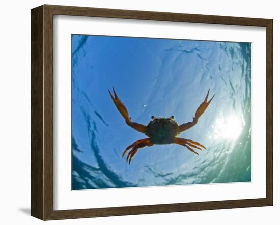 Djibouti, A Red Swimming Crab Swims in the Indian Ocean-Fergus Kennedy-Framed Photographic Print