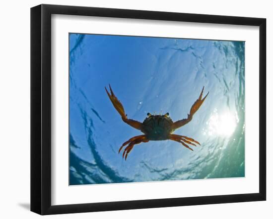 Djibouti, A Red Swimming Crab Swims in the Indian Ocean-Fergus Kennedy-Framed Photographic Print