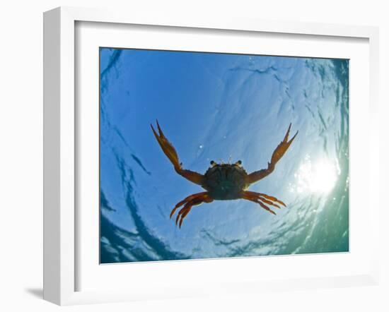 Djibouti, A Red Swimming Crab Swims in the Indian Ocean-Fergus Kennedy-Framed Photographic Print