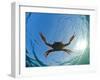Djibouti, A Red Swimming Crab Swims in the Indian Ocean-Fergus Kennedy-Framed Photographic Print