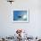 Djibouti, A Red Swimming Crab Swims in the Indian Ocean-Fergus Kennedy-Framed Photographic Print displayed on a wall