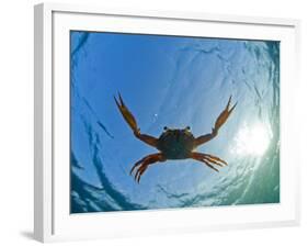 Djibouti, A Red Swimming Crab Swims in the Indian Ocean-Fergus Kennedy-Framed Photographic Print