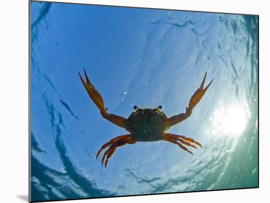 Djibouti, A Red Swimming Crab Swims in the Indian Ocean-Fergus Kennedy-Mounted Photographic Print