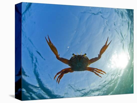 Djibouti, A Red Swimming Crab Swims in the Indian Ocean-Fergus Kennedy-Stretched Canvas