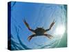 Djibouti, A Red Swimming Crab Swims in the Indian Ocean-Fergus Kennedy-Stretched Canvas