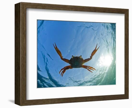 Djibouti, A Red Swimming Crab Swims in the Indian Ocean-Fergus Kennedy-Framed Photographic Print