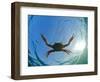 Djibouti, A Red Swimming Crab Swims in the Indian Ocean-Fergus Kennedy-Framed Photographic Print