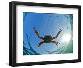 Djibouti, A Red Swimming Crab Swims in the Indian Ocean-Fergus Kennedy-Framed Photographic Print