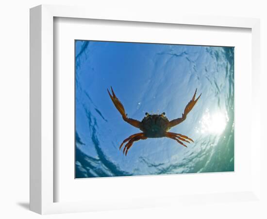 Djibouti, A Red Swimming Crab Swims in the Indian Ocean-Fergus Kennedy-Framed Photographic Print