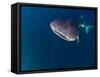 Djibouti, Bay of Tadjourah, A Whale Shark Swims Near the Surface in the Bay of Tadjourah-Fergus Kennedy-Framed Stretched Canvas