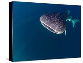 Djibouti, Bay of Tadjourah, A Whale Shark Swims Near the Surface in the Bay of Tadjourah-Fergus Kennedy-Stretched Canvas